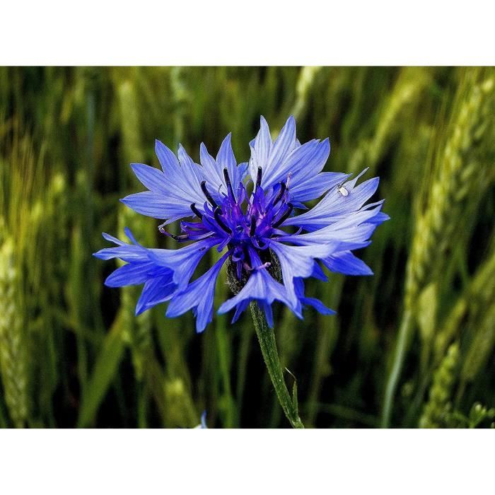 15 Graines De Patisson Blanc - Légumes Courges Jardin Potager - Semences Paysannes