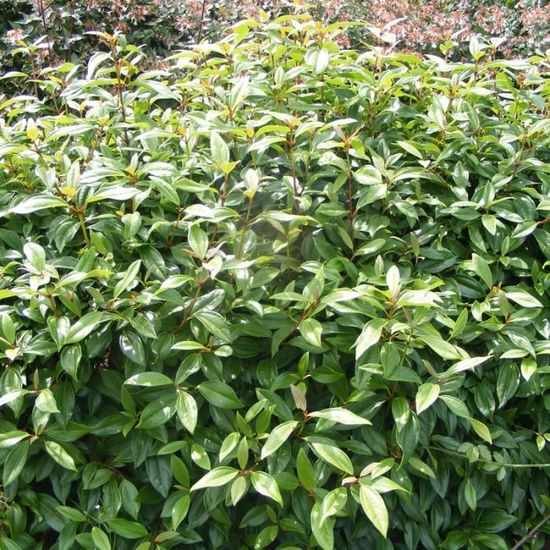 Arbre A Papillons Buddleia Davidii Nanho Purple Jeune Plant En