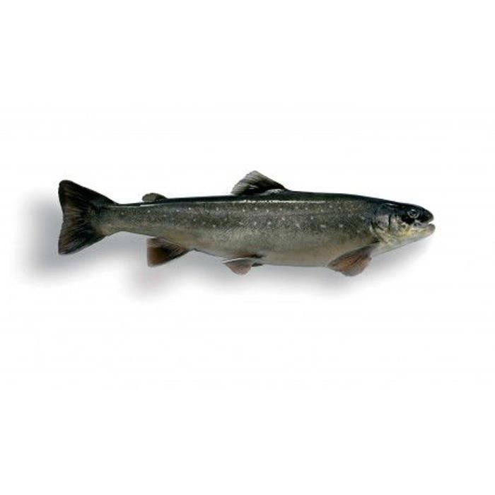 Gros Omble chevalier lot de 2 pièces de 600 gr (Salvinus alpinus)