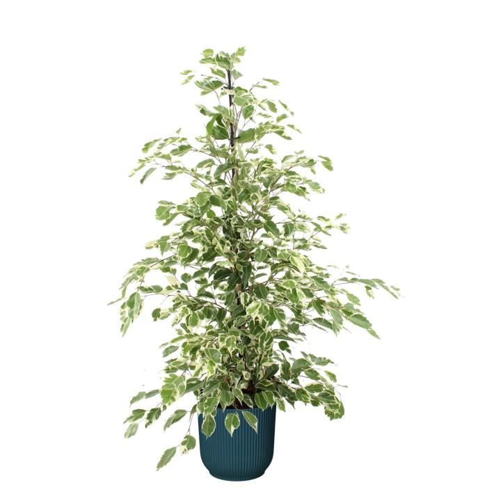 Figuier Ancien Colummaro Noir - Plante Fruitière En Pot, Déjà âgée De 4 Ans, Idéale Pour Jardin Ou Terrasse - 2