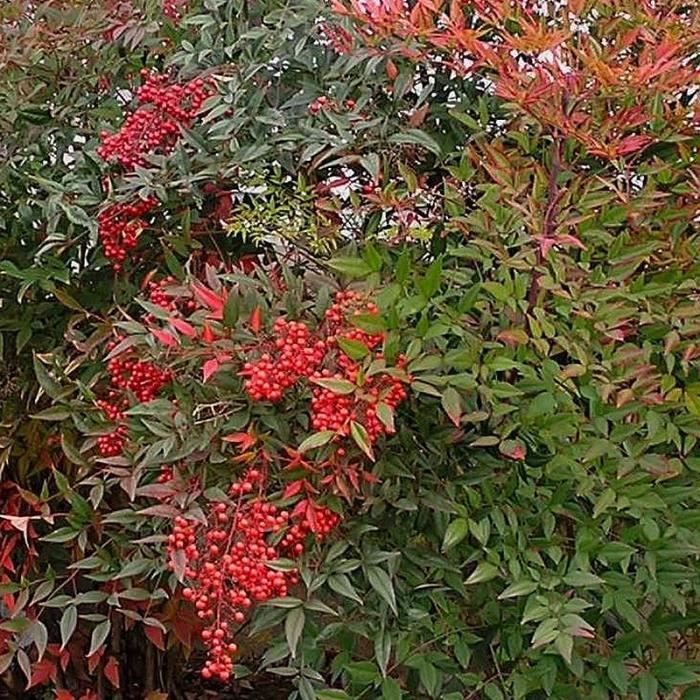 Nandina domestica - Bambou sacré