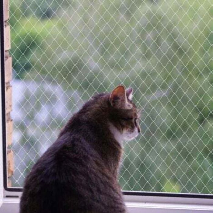Filet pour chat filet en nylon sans perçage transparent résistant aux coupures et aux morsures protège terrasse fenêtres et