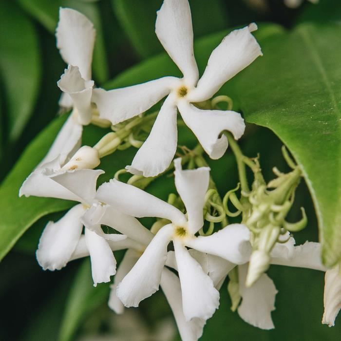 jasmin-toil-trachelospermum-jasminoides-plante-d-ext-rieur-grimpante