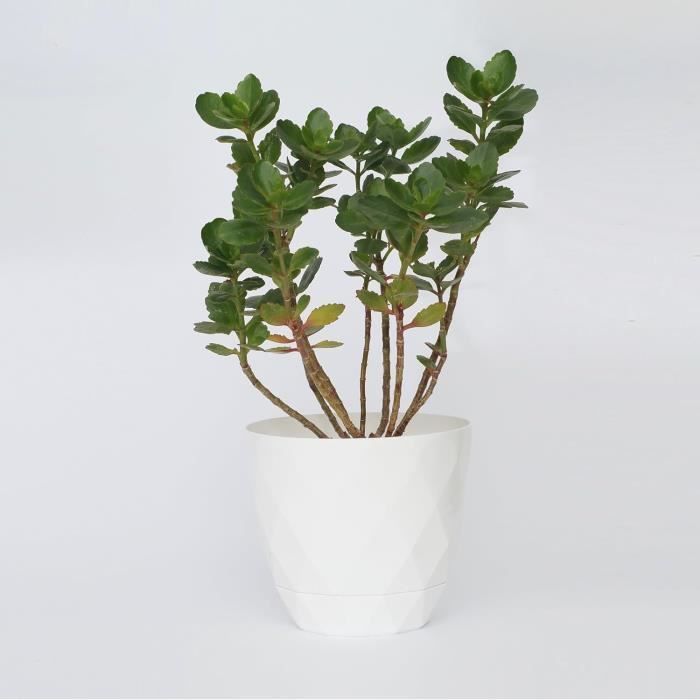 Lot De 2 Pots De Fleurs Avec Soucoupe - En Plastique - Forme Ronde