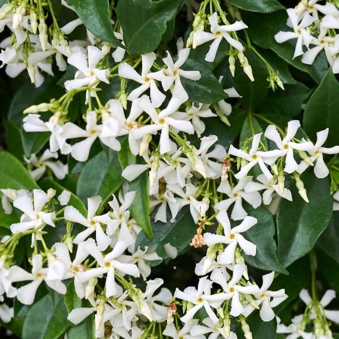jasmin-toil-trachelospermum-jasminoides-plante-d-ext-rieur-grimpante