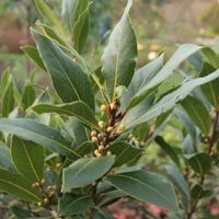 Arbuste Laurier-sauce nobilis - BELLEVUE DISTRIBUTION - Pot de 7,5L - 60/80 cm - Feuillage aromatique - Jaune