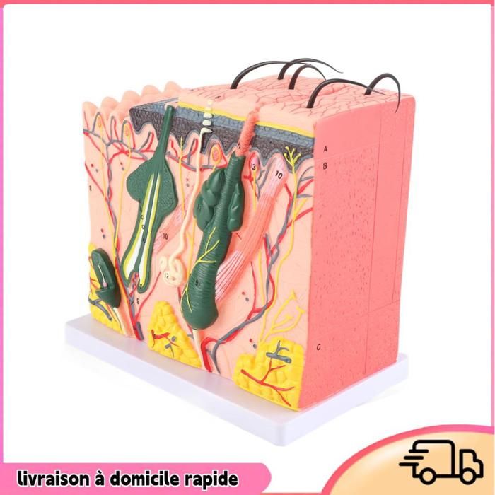 Modèle d'anatomie cellulaire modèle de structure cellulaire des cellules animales, 20 000 fois, la structure des cellules animales typiques et des organites pour l'école, l'éducation Modèle d'anatomie cellulaire modèle de structure cellulaire des cellules animales, 20 000 fois, la structure des cellules animales typiques et des organites pour l'école, l'éducation