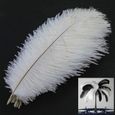 TD® 20 x plumes d'autruche naturel 25-30cm blanc fetes decoration - Plumes naturelles pour décorations maisons-0