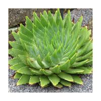 Plante succulente - BELLEVUE DISTRIBUTION - Aloe polyphylla - Feuillage remarquable - Pot de 7,5L - 40/60 cm