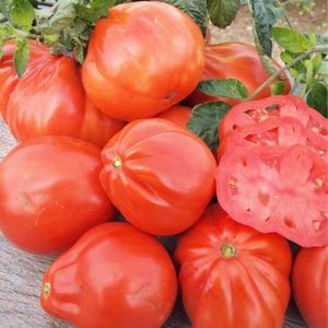 GRAINE - SEMENCE 50 Graines de Tomate Red Pear - légume ancien jard