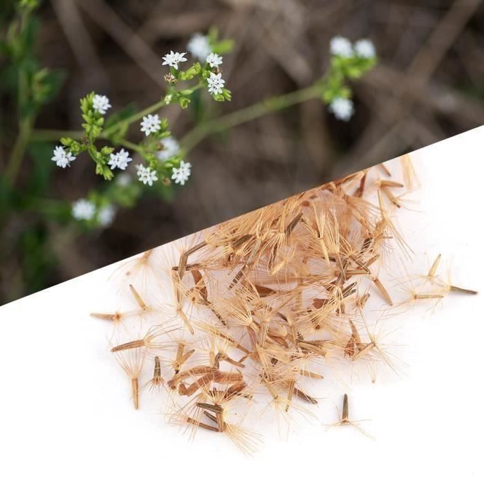 50pcs culture fleur Stevia Rebaudiana graines édulcorant naturel jardin plantation
