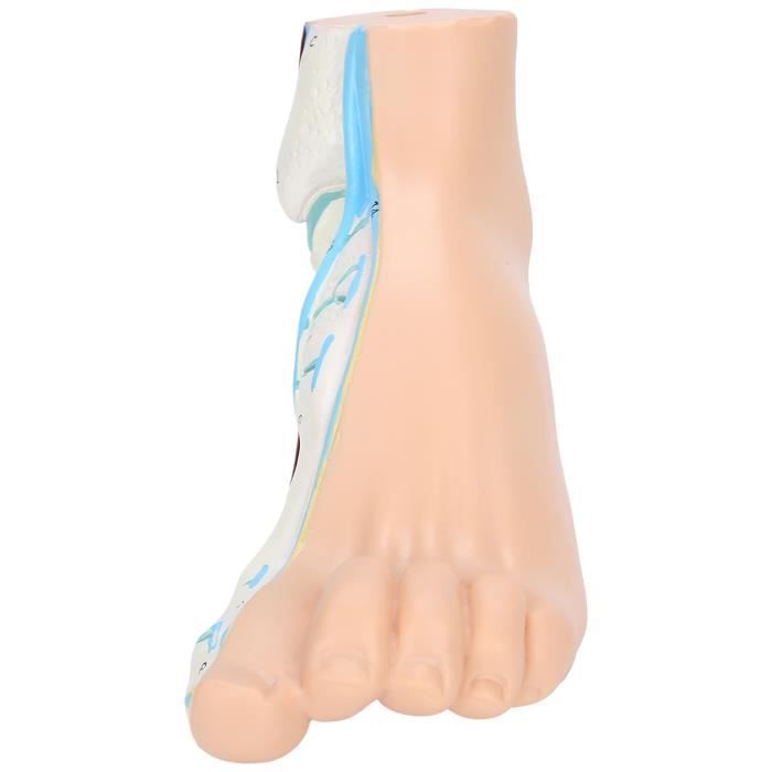 4 Pièces Faux Pieds Magnétiques Pour Chaussettes - Mannequin Pied Chaussures Blanc 31cm - Présentoir Aimanté