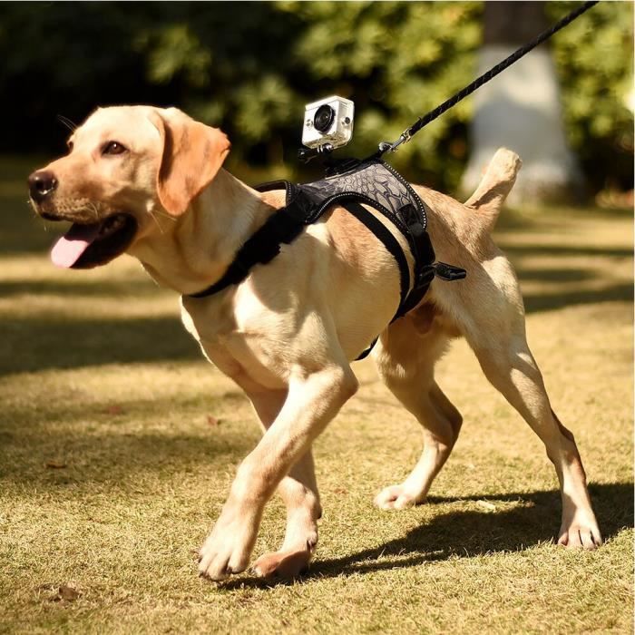 CRAZE Dog Harness With Camera Mount From Pet Perspective Dogs Harness