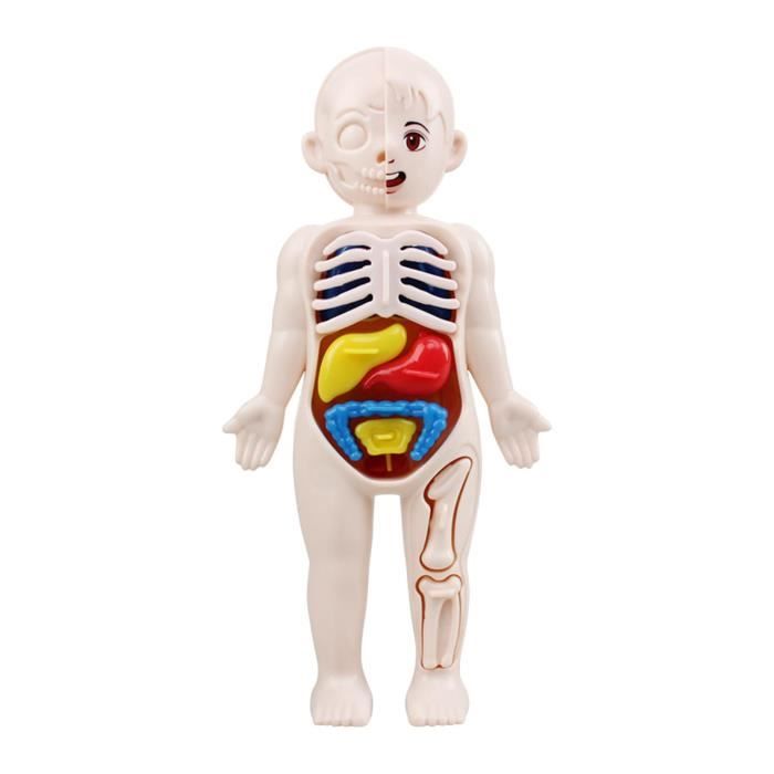 Modèle d'assemblage anatomique 3D du squelette humain, apprentissage  éducatif des organes humains, jouet assemblé, outils d'enseignement  scolaire – les meilleurs produits dans la boutique en ligne Joom Geek