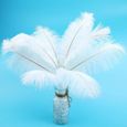 TD® 20 x plumes d'autruche naturel 25-30cm blanc fetes decoration - Plumes naturelles pour décorations maisons-3