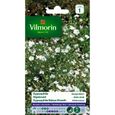 Gypsophile Nuage blanc - VILMORIN - Variété à floraison abondante - Fleurs blanches fines et légères-0