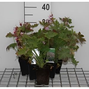PLANTE POUSSÉE Plante vivace - Geranium macr. 'Olympos' - bec de grue en pot de 9 x 9 cm