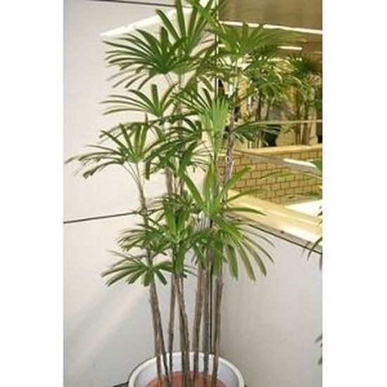 Graines de palmier Rhapis gracilis - Lot de 50 - Facilité d'adaptation à la vie en intérieur