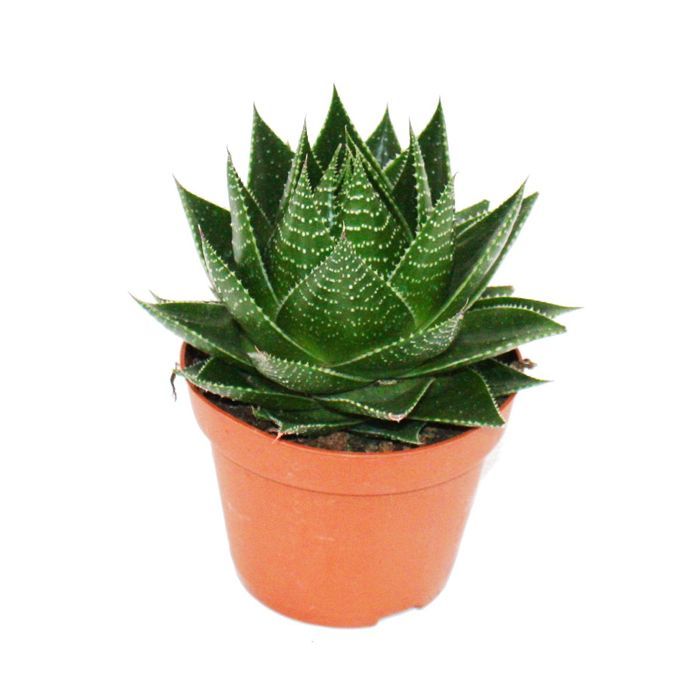 aloe cosmo aloes spherique pot 12cm plante d interieur succulente cdiscount jardin