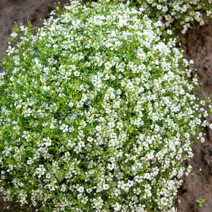 Meilleurs prix pour Gypsophile Nuage blanc - VILMORIN - Variété à floraison abondante - Fleurs blanches fines et légères