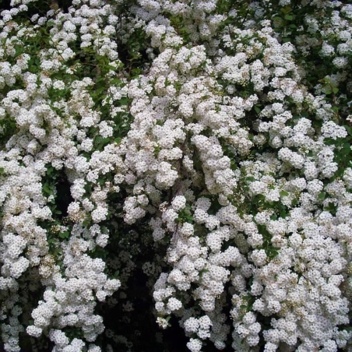 Spirée du Japon 'Snowmound' (Spiraea Japonica 'Snowmound') Godet - aille 20/40cm Blanc
