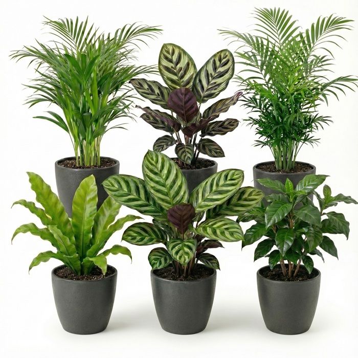 Plantes dintérieur lot de 6 pot anthracite - Purificatrices dair
