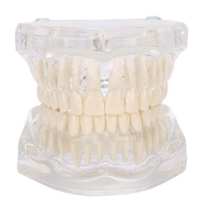 ESTINK Modèle de dents transparentes Modèle de dents dentaires de simulation de modèle de dents