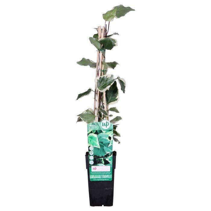 Plante Grimpante Campsis Radicans 'Flava' XL - Fleurs Jaunes En Trompette, Pot 17 Cm, Hauteur 110 Cm