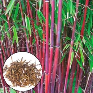GRAINE - SEMENCE 300 pièces grainent de bambou consolation spirituelle décorative graines de jardinage de couleurs mélangées pour cour.