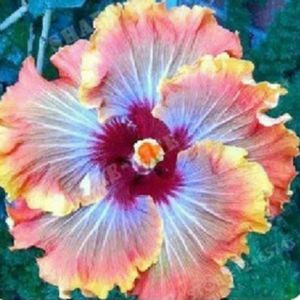 GRAINE - SEMENCE 50pcs graines de fleur d’hibiscus 1