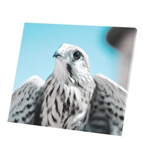 amazon parrot All Bird Species