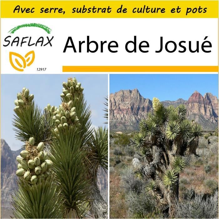 Graines De Glycine Arbre - Semences De Bolusanthus Speciosus