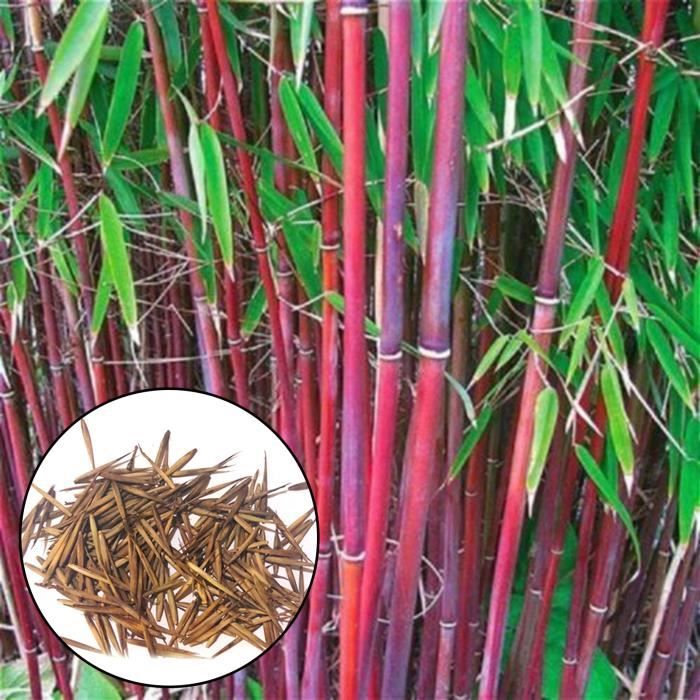 300 pièces grainent de bambou consolation spirituelle décorative graines de jardinage de couleurs mélangées pour cour.