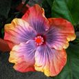 50pcs graines de fleur d’hibiscus 1-1