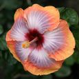 50pcs graines de fleur d’hibiscus 1-2