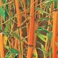 300 pièces grainent de bambou consolation spirituelle décorative graines de jardinage de couleurs mélangées pour cour.-3