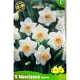 Narcisses Salomé - Bulbes de fleurs - Jaune - Fleurs-0
