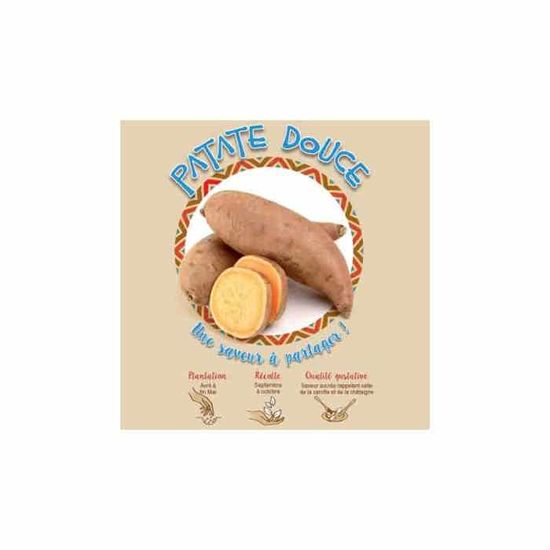 Plants de patate douce Saveur sucrée 5 à 8 patates