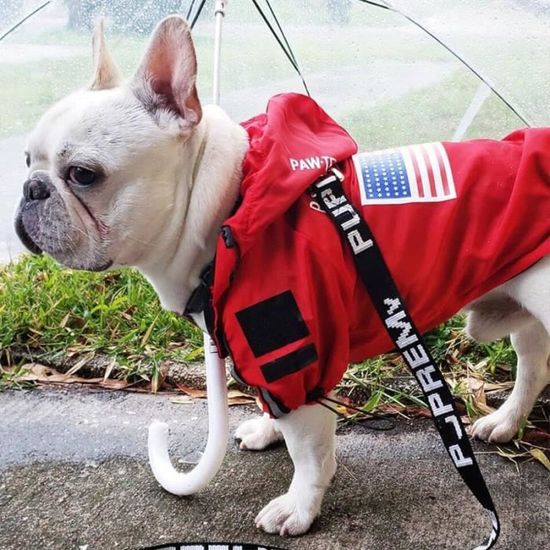 Manteau Blouson Chien vetements d hiver coupe vent chien veste mode vetements pour animaux de compagnie pour moyen Type Rouge M Cdiscount