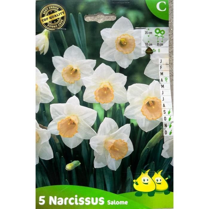 Narcisses Salomé - Bulbes de fleurs - Jaune - Fleurs