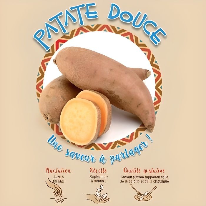 Plants de patate douce - Saveur sucrée - 5 à 8 patates par pied