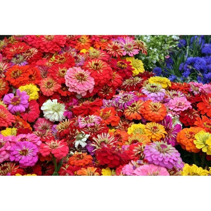 Téléchargement gratuit Images Papier Peint Photo Intisse 221126 Mer Des Fleurs 500x280 Cm 10 actualisé salutations