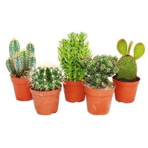 PLANTE POUSSÉE 5 cactus différents de taille moyenne dans un ensemble, pot de 8,5cm, env. 12-18cm de haut