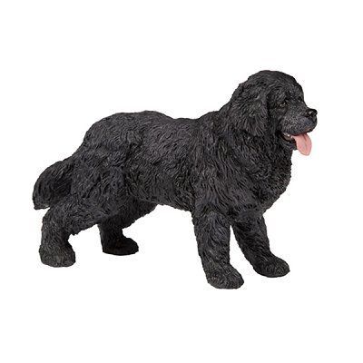 Chien - Terre-neuve