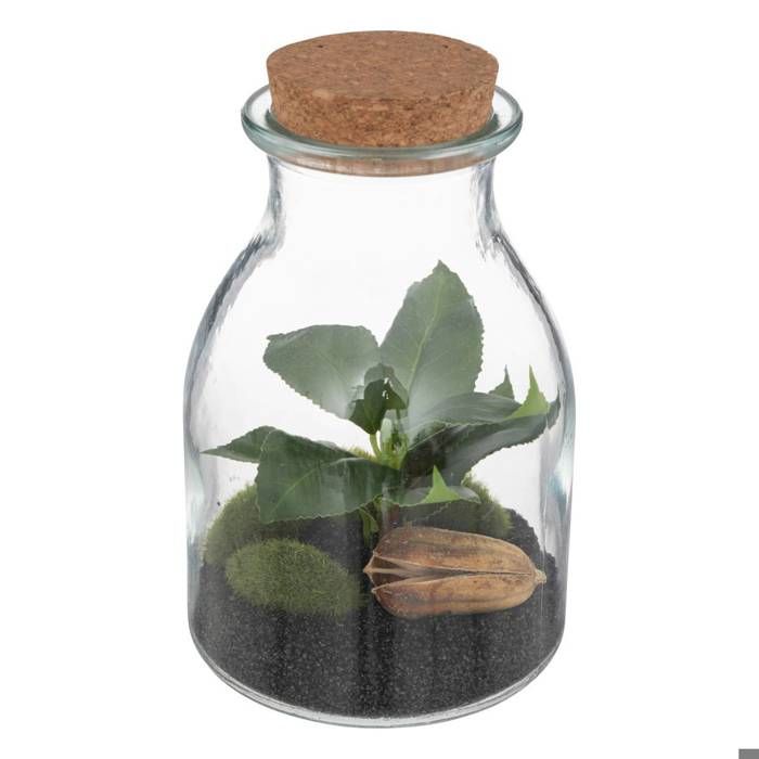 Meilleurs prix pour Terrarium "Bota" - verre - H19 - 5 cm - Transparent - Atmosphera createur d'interieur