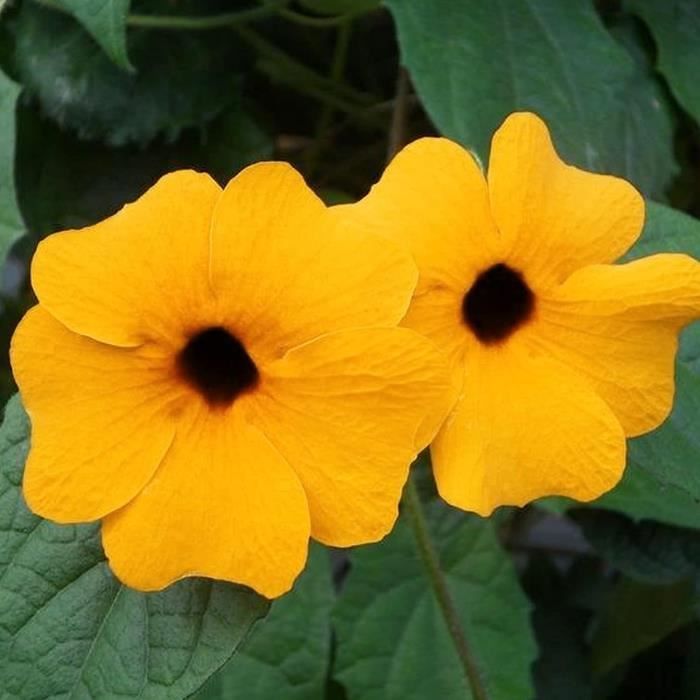 Graines De Thym Serpolet Rouge – 200 Graines – Faciles à Planter En Pot, Jardin Ou Balcon – Parfumées Et Rustiques - 6