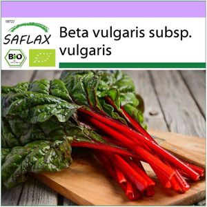 GRAINE - SEMENCE BIO - Rhubarbe - 50 graines - Beta vulgaris[666]
