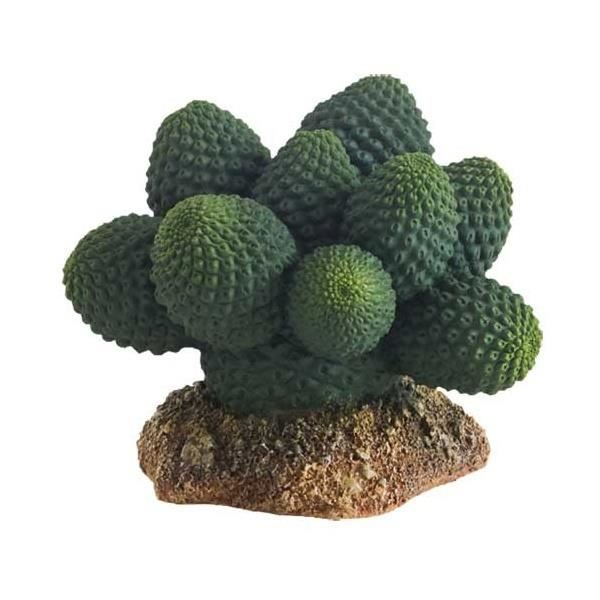 Comparer les prix de Cactus Atacamma