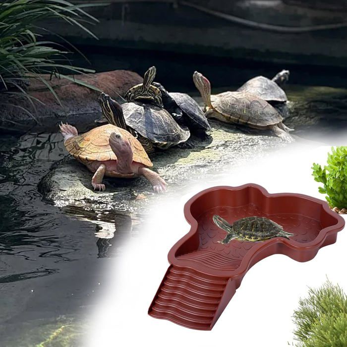 Accessoires Tortue De Terre