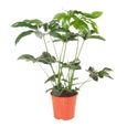 Plante d'intérieur – Philodendron grimpant – Hauteur: 80 cm XFBD-0